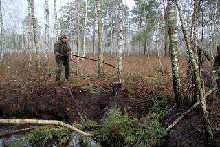 Wyciągnęli klępę z podlaskiego bagna