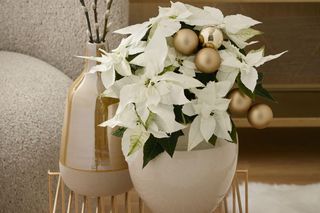 Jakie kwiaty do domu na święta. Przegląd cen i tradycji w Europie