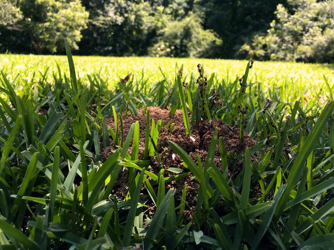 Co odstrasza mrówki w ogrodzie?