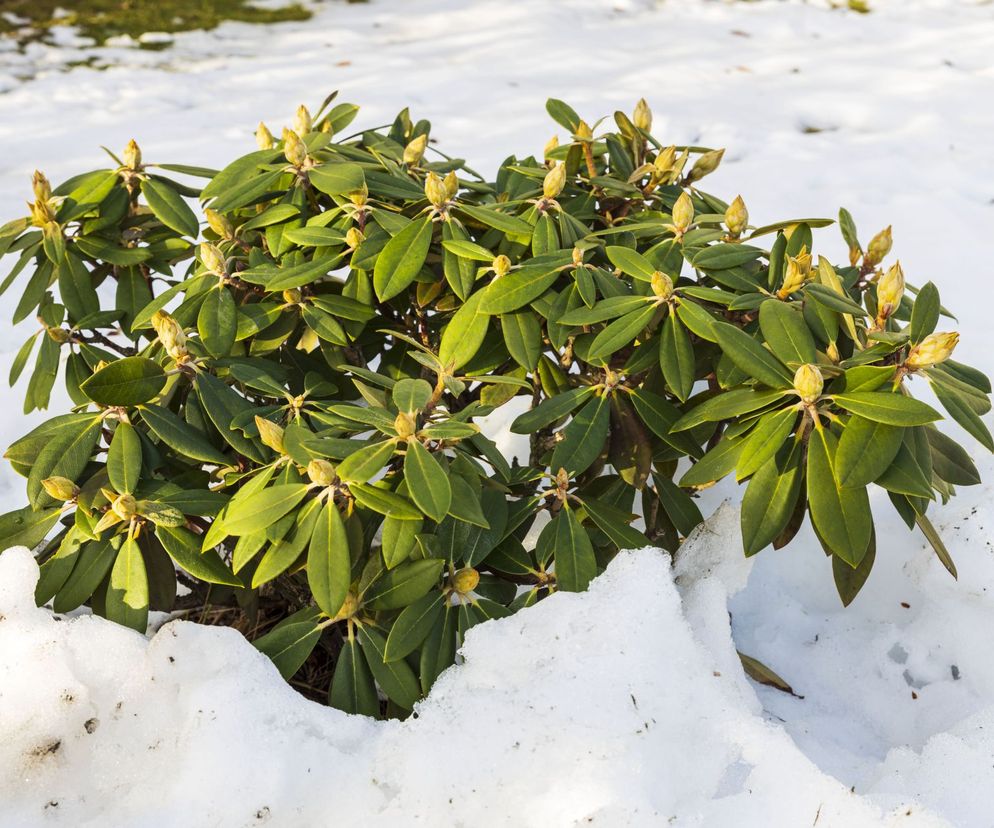 Rododendron przed zimą