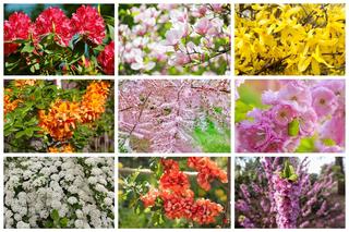 Jakie są najpiękniejsze krzewy kwitnące wiosną? 