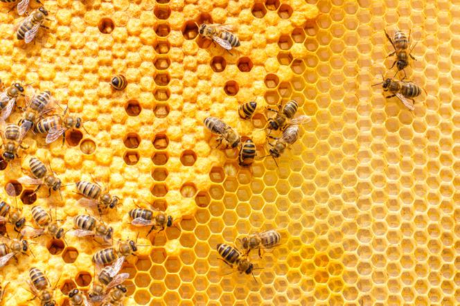 Wosk pszczeli - właściwości i zastosowanie