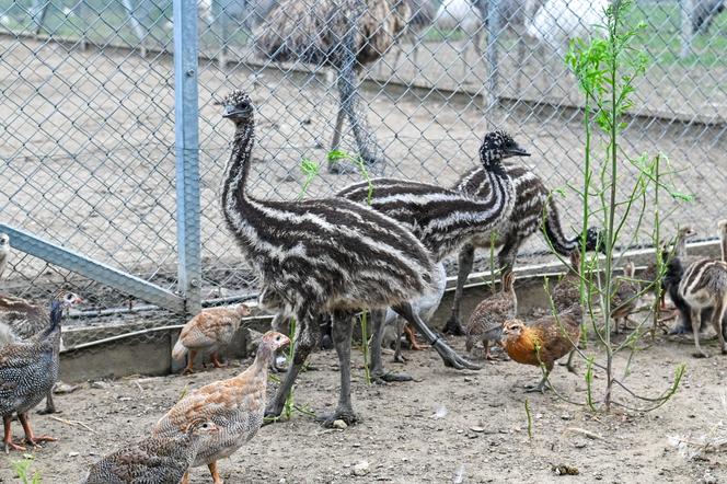 Pisklęta emu zamieszkają w poznańskim ZOO 