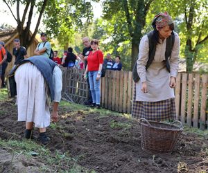 W skansenie w Lublinie pokazali, jak dawniej wyglądały wykopki kartoflane