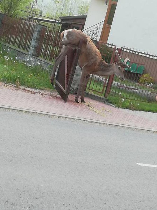 Piękny jeleń NABIŁ się na ogrodzenie. STRASZNY los zwierzęcia