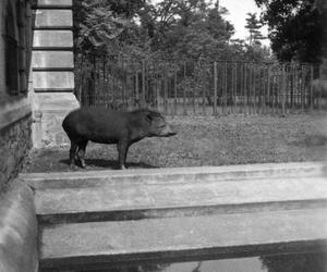 ZOO Wrocław w latach 50. XX wieku. Zobacz, jak wyglądało otwarcie zoo we Wrocławiu [ZDJĘCIA]