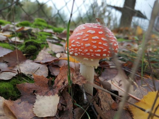 Sezon na grzyby w Siedlcach i powiecie siedleckim