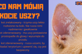 Słownik mowy kociej. Czyli co powienien wiedzieć każdy właścicel kota!