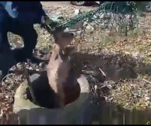 Strażnicy ekopatrolu ratują koziołka ze studni