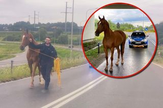 Niecodzienna interwencja w rejonie S7. Policjanci nie wierzyli własnym oczom