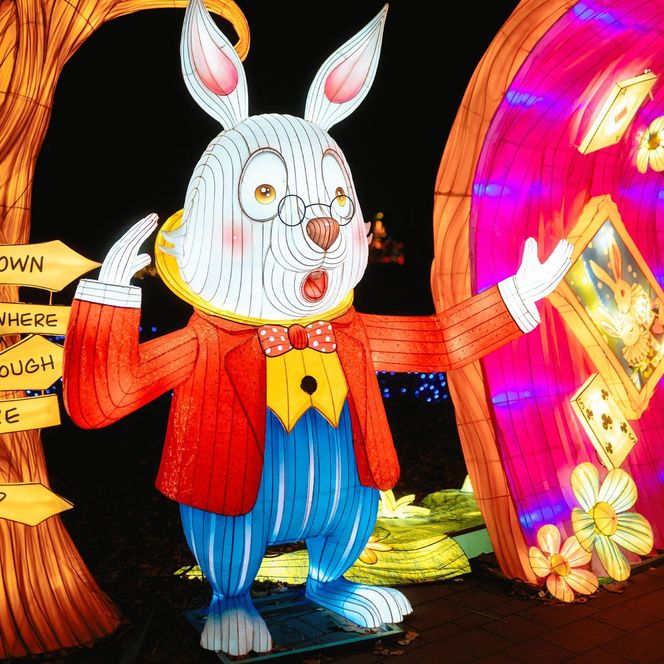 Śląsk zamienia się w Krainę Czarów. Ta magiczna wystawa świateł to absolutny hit jesieni i zimy