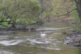 Olsztyn ma największy kompleks leśny w Europie. Las Miejski zachwyca wiosną