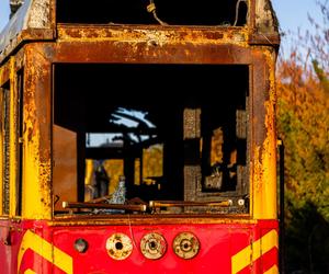 Zobacz kolekcję starych tramwajów w prywatnym ogrodzie - zdjęcia. Wagony stoją na działce w Warszawie