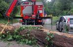 Drzewo runęło na samochód. Przerażający wypadek w Toruniu