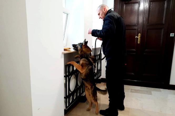 Szkolenie policyjnych psów służbowych w Sądzie Apelacyjnym w Białymstoku