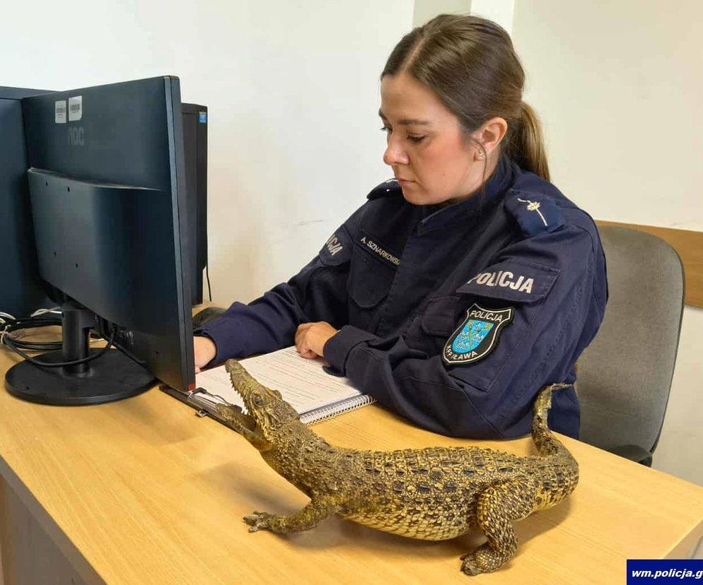 Policjantka z aligatorem