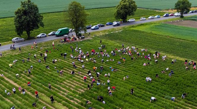 Samozbiory truskawek w Księżym Lesie