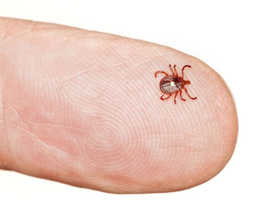 Borelioza jest roznoszona przez kleszcze. Kleszcze czają się na swoje ofiary na obrzeżach polan, przy leśnych ścieżkach, poboczach dróg.