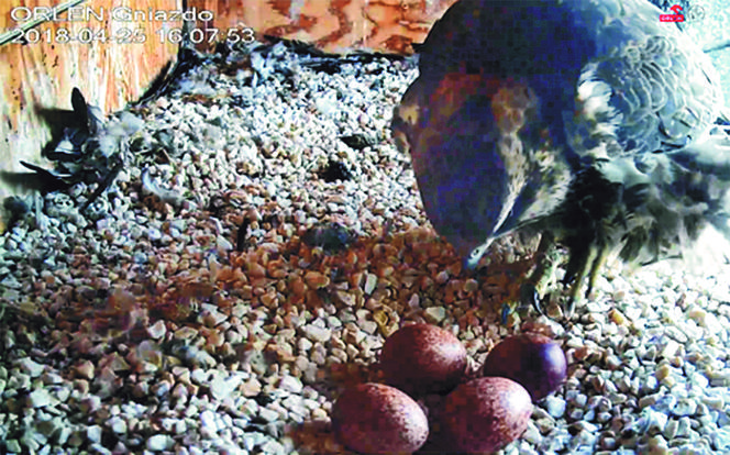 ORLEN nie tylko dla orłów