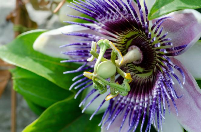 passiflora