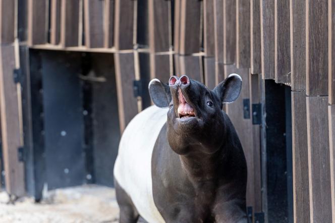 Tapir Willy nowym mieszkańcem Orientarium w Łodzi