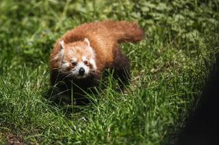 Miały być młode pandy, skończyło się na dwóch zgonach