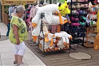 Gęś Pipa prawdziwym hitem nad Bałtykiem