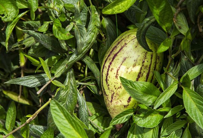 Psianka melonowa