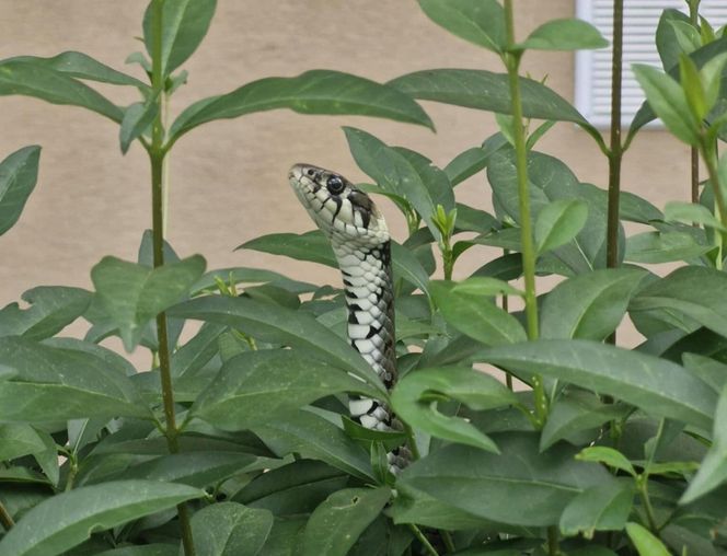  Wąż odwiedził mieszkańców Rzeszowa