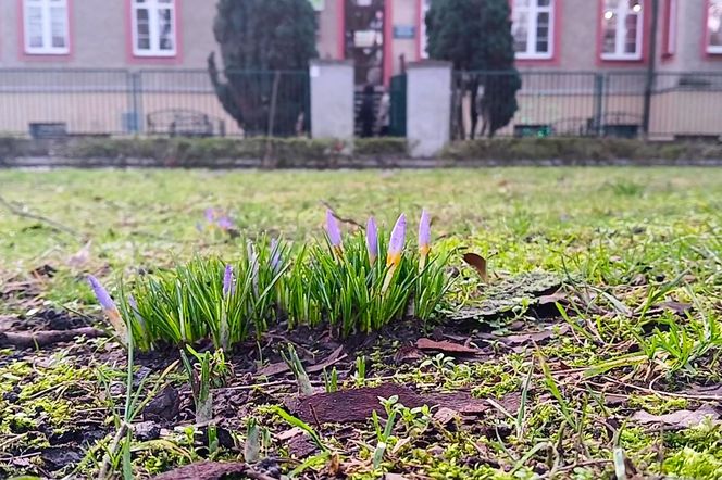 Pierwsze krokusy na Jasnych Błoniach