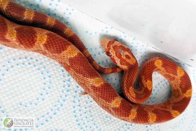 Pomarańczowy wąż w mieszkaniu w Świdniku! „Zdziwienie i strach”