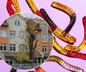 Dzieci zatruły się w szkole galaretkami z alg znad Atlantyku. Wiadomo, w jakim uczniowie są stanie 