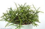 Rhipsalis