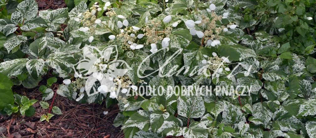 przywarka_Clematis