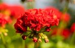 Pelargonia Calliope