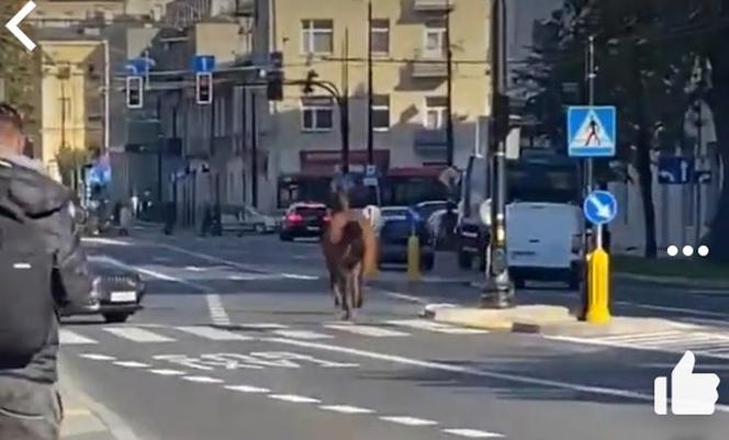 Wakara galopowała przez centrum Lublina! Ludzie byli w szoku