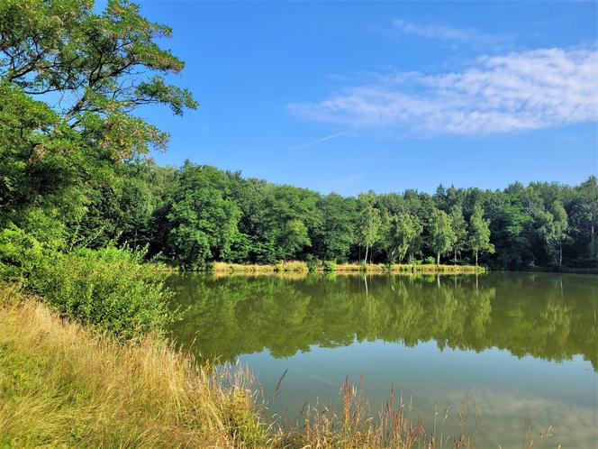 Kraków - Park Tetmajera