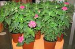Pysznogłówka dwoista 'Pink Lace'