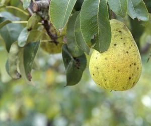 Parch gruszy – grzybowa choroba atakująca grusze. Objawy i zwalczanie parcha gruszy