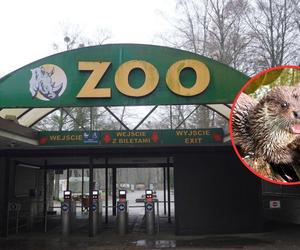 Zoo w Poznaniu pochwaliło się nową mieszkanką!