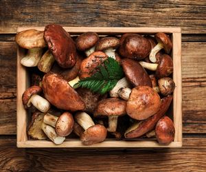 Maślaki: obierać, czy nie obierać? Jak łatwo obrać maślaki?