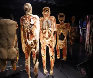 Wystawa z ludzkiego ciała. Body Worlds powróciła do Gdańska po 5 latach 