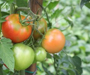 Jak przyspieszyć dojrzewanie pomidorów na krzaku?