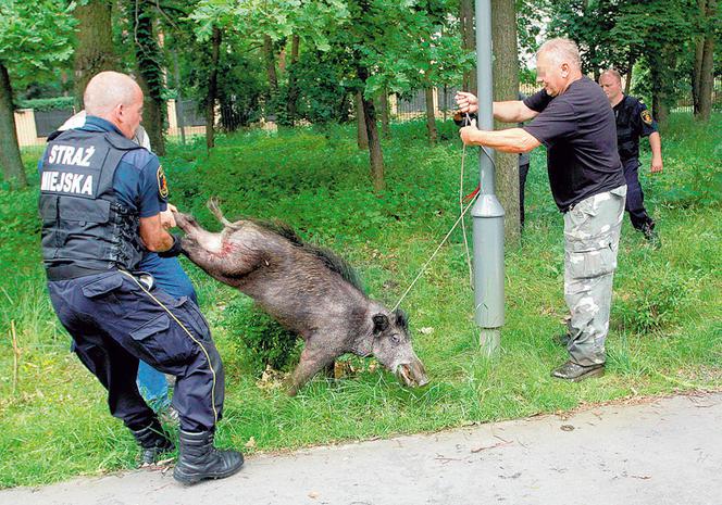 Dzik grasował przy szpitalu w Aninie