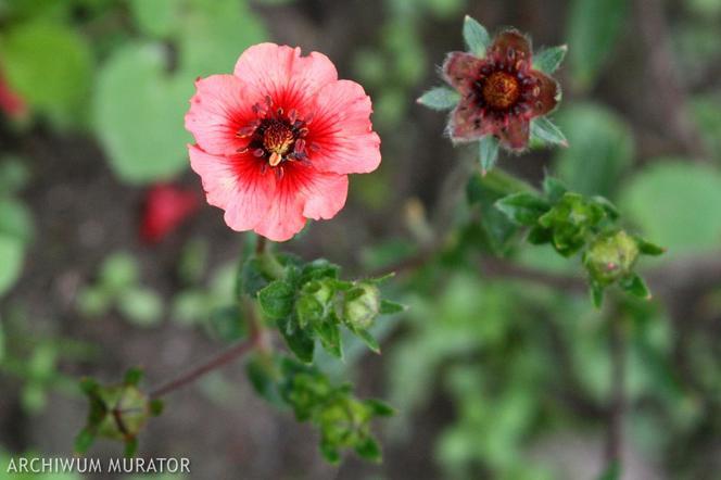Pięciornik Tonga - Potentilla × tonguei