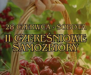 Czereśnie na farmie Jabusko w Świętokrzyskiem