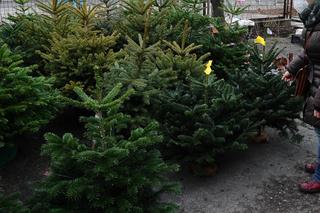 Choinki już za 20 złotych! Tutaj kupisz tanie świąteczne drzewka. Jest w czym wybierać