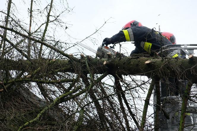 ​NIŻ KORNELIUSZ w Polsce - gdzie zaatakuje 7.03.2019?