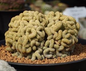 Mammillaria elongata 'Cristata'