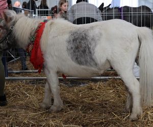 ZooPark ponownie przyciągnął do Targów Lublin tłumy miłośników zwierząt